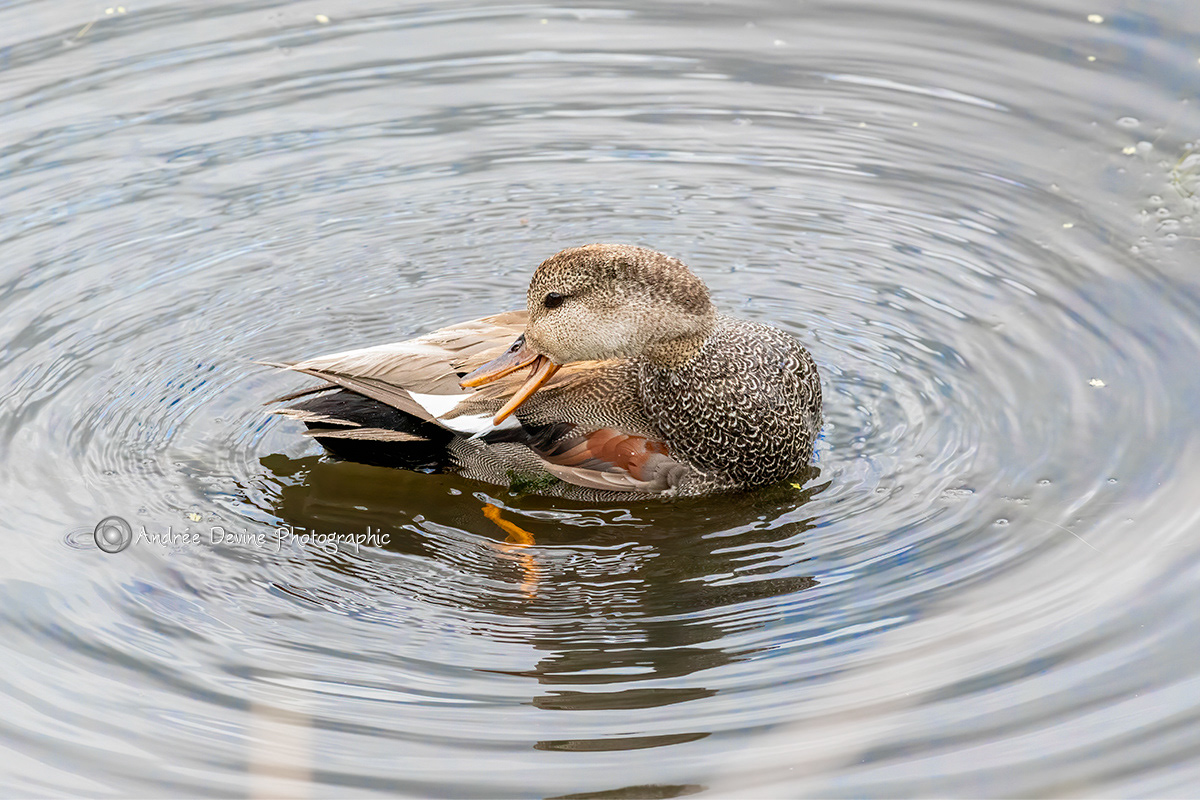 Male Gadwall Grooming (Pacific Northwest)