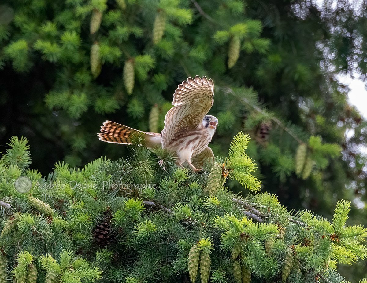 Young American Kestrel's First Flights (Pacific Northwest)