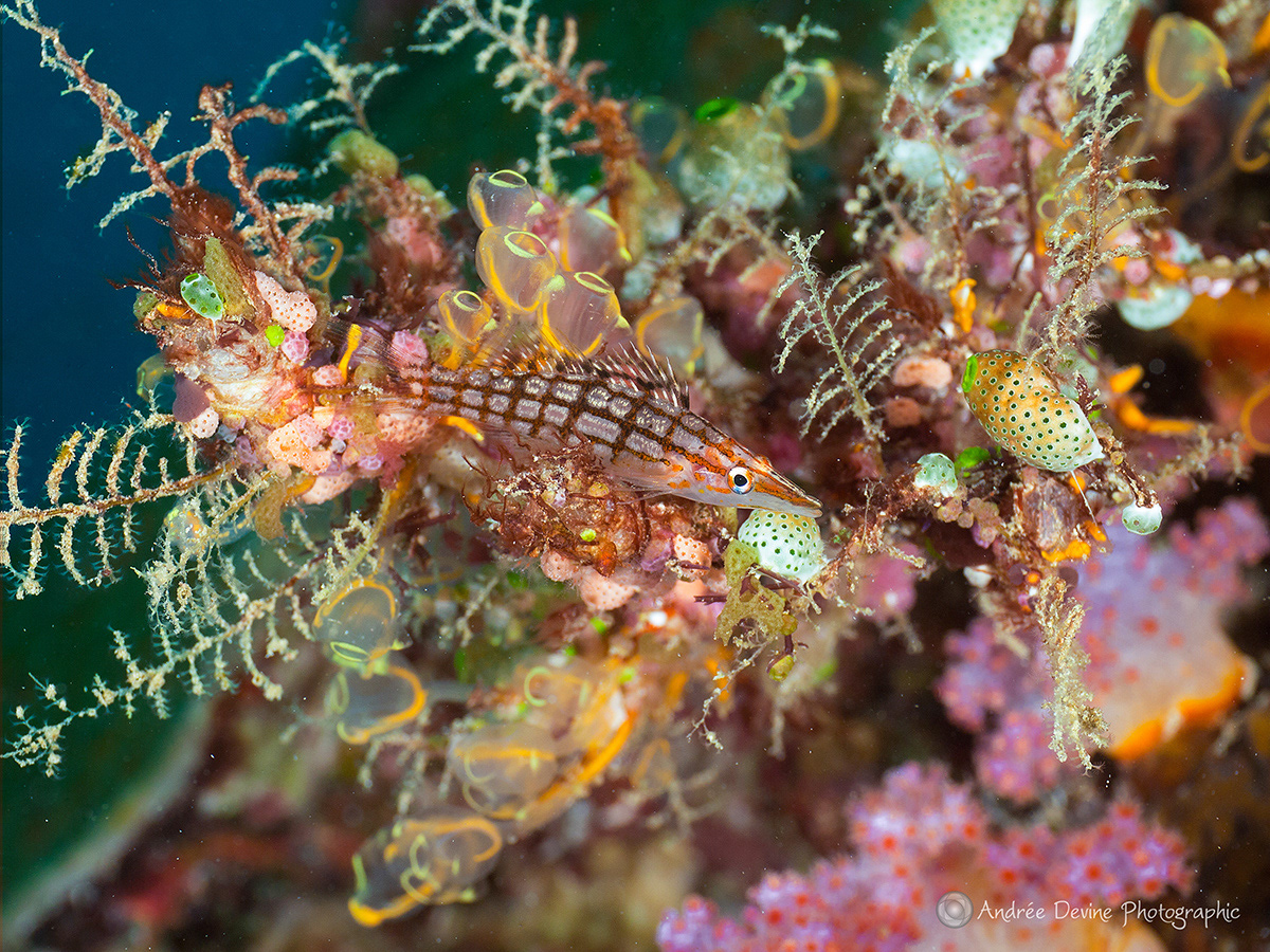 Longnose Hawkfish (The Solomon Islands)