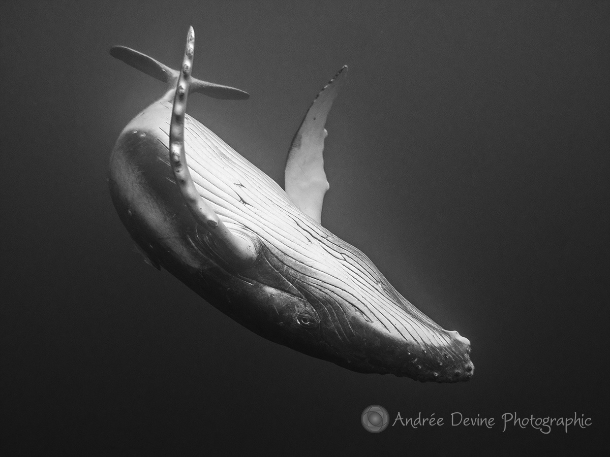 Lone humpback whale