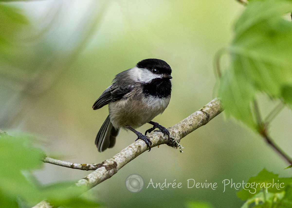 The Black-capped Chickadee