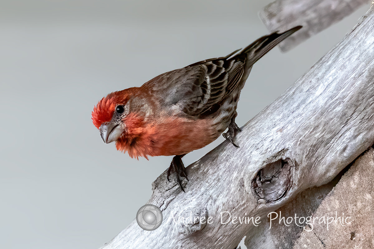 House Finch Visit