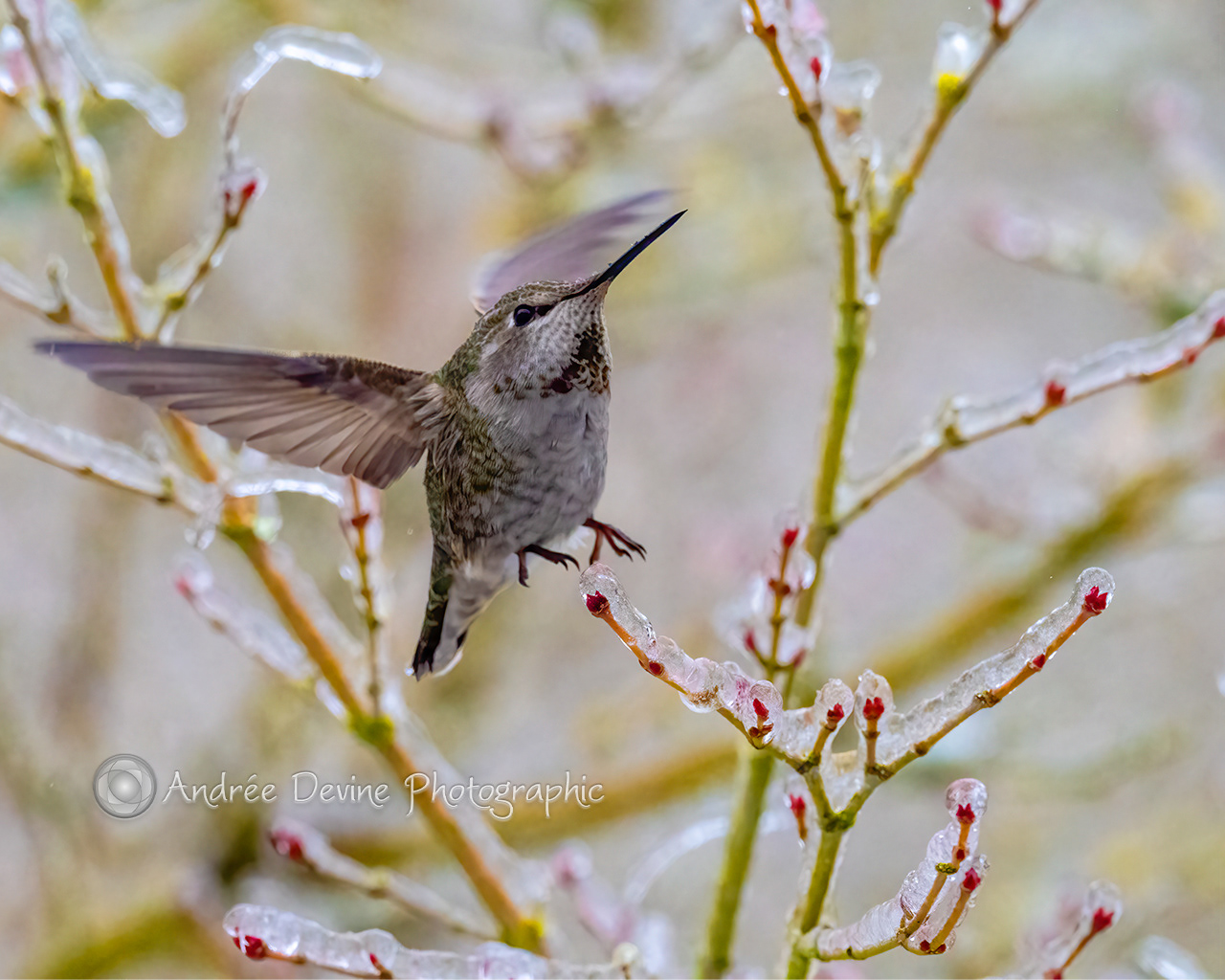 Getting Cold Feet! (Anna's Hummingbird, female)