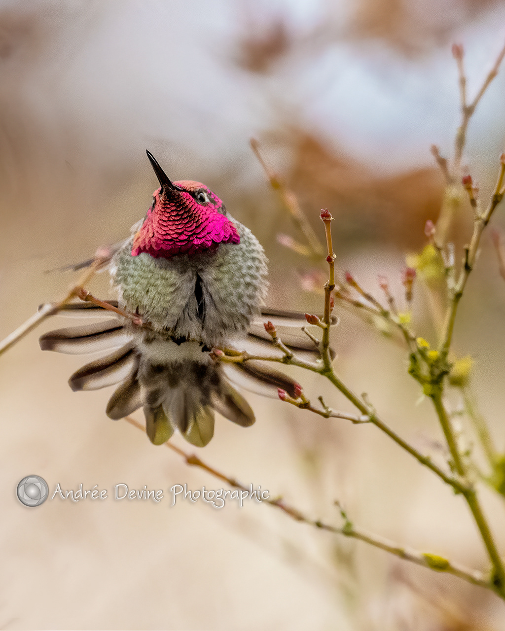 Male's Anna Hummingbird flashing some tail.