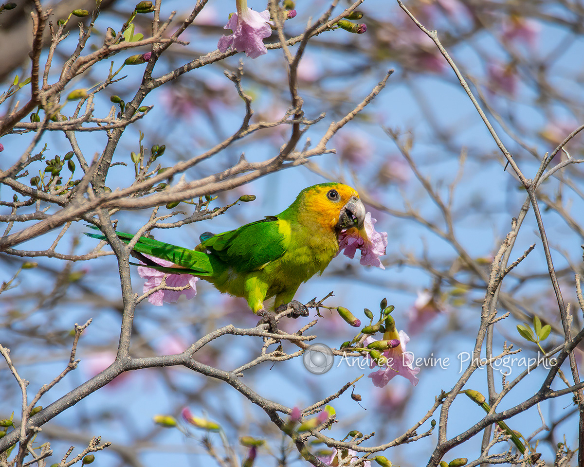 The Prikichi Lorakeet (Bonaire, Southern Caribbean)