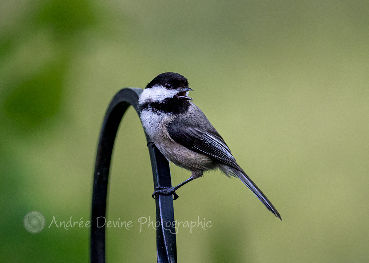 Black-capped Chickadee in song.