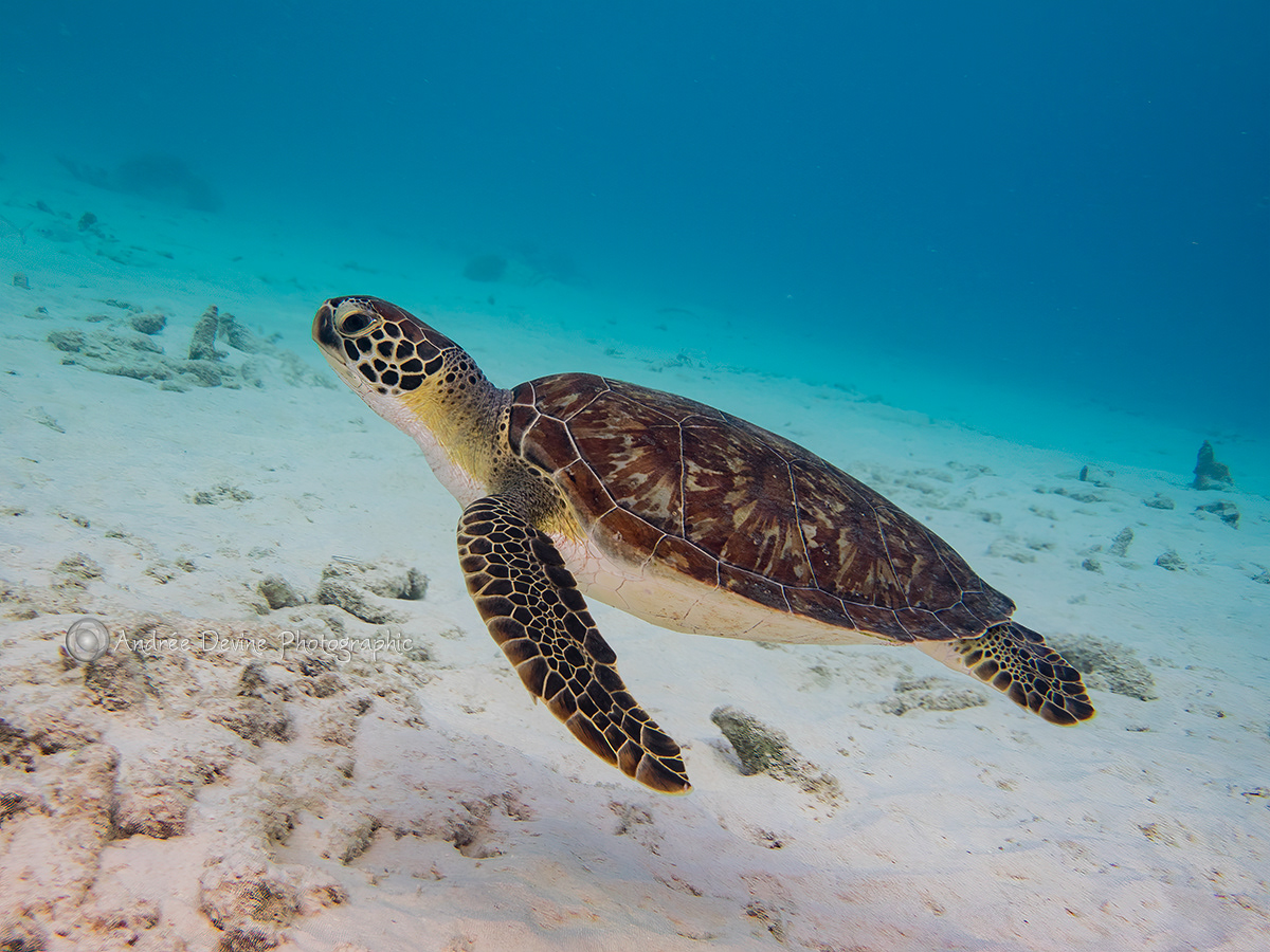 Green Sea Turtle Cruising the Shallows
