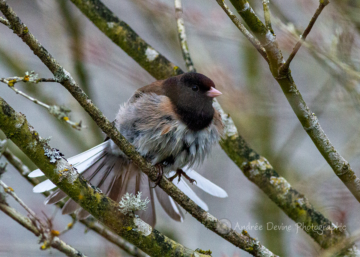 Dark-eyed Junco does pre-flight prep.