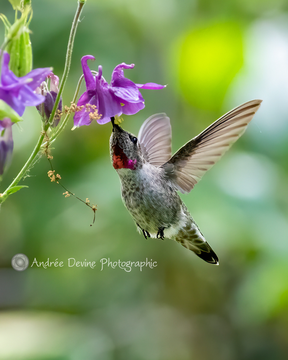 Anna and the Flower I (Anna's Hummingbird)