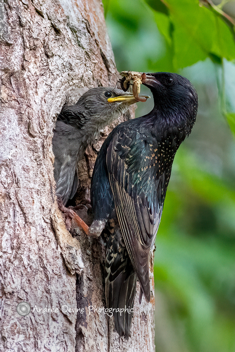 A Hearty Breakfast for a Young Starling