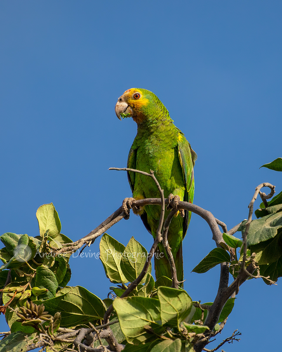Yellow Shouldered Amazon (Bonaire, Southern Caribbean)