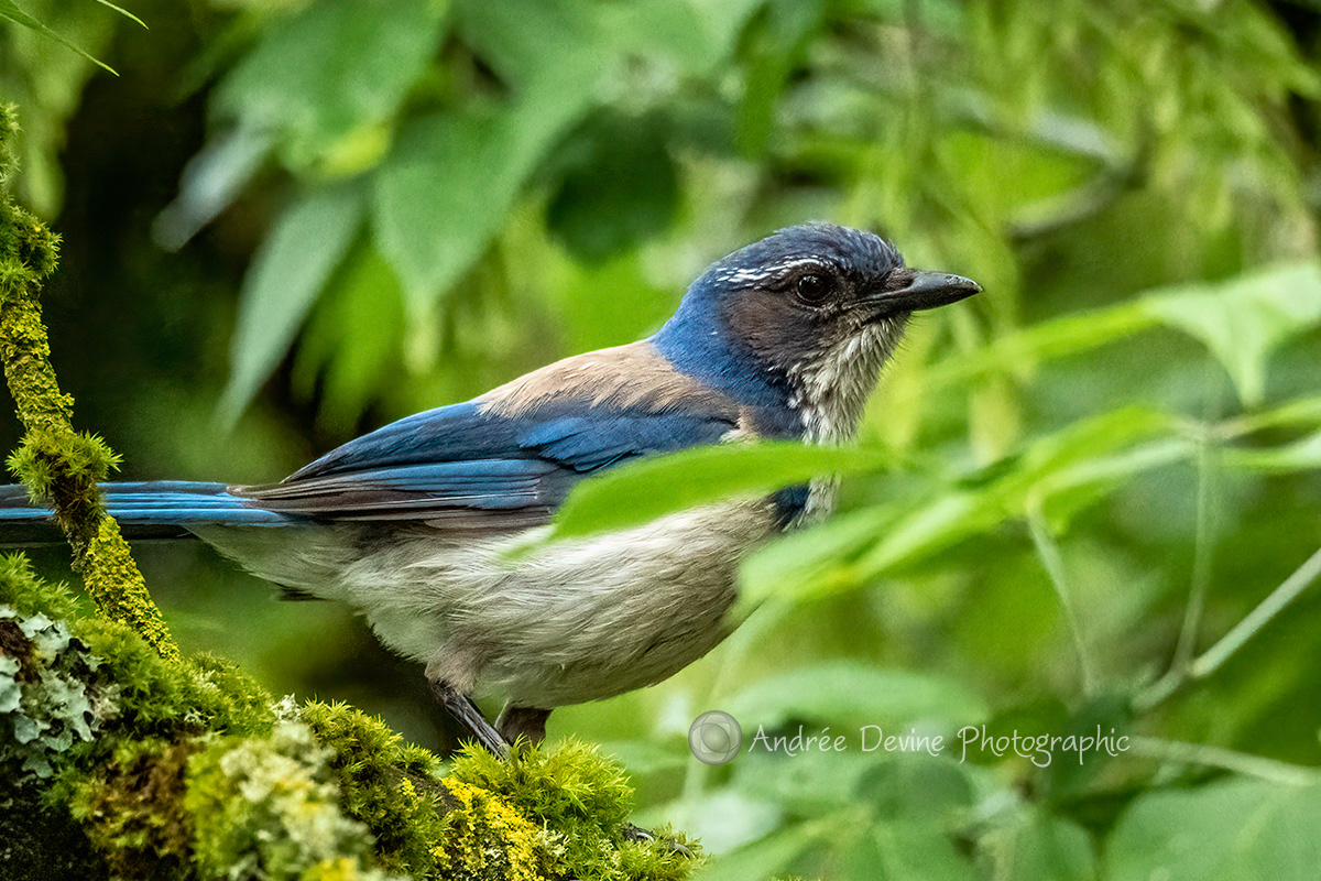 A soulful Scrub Jay
