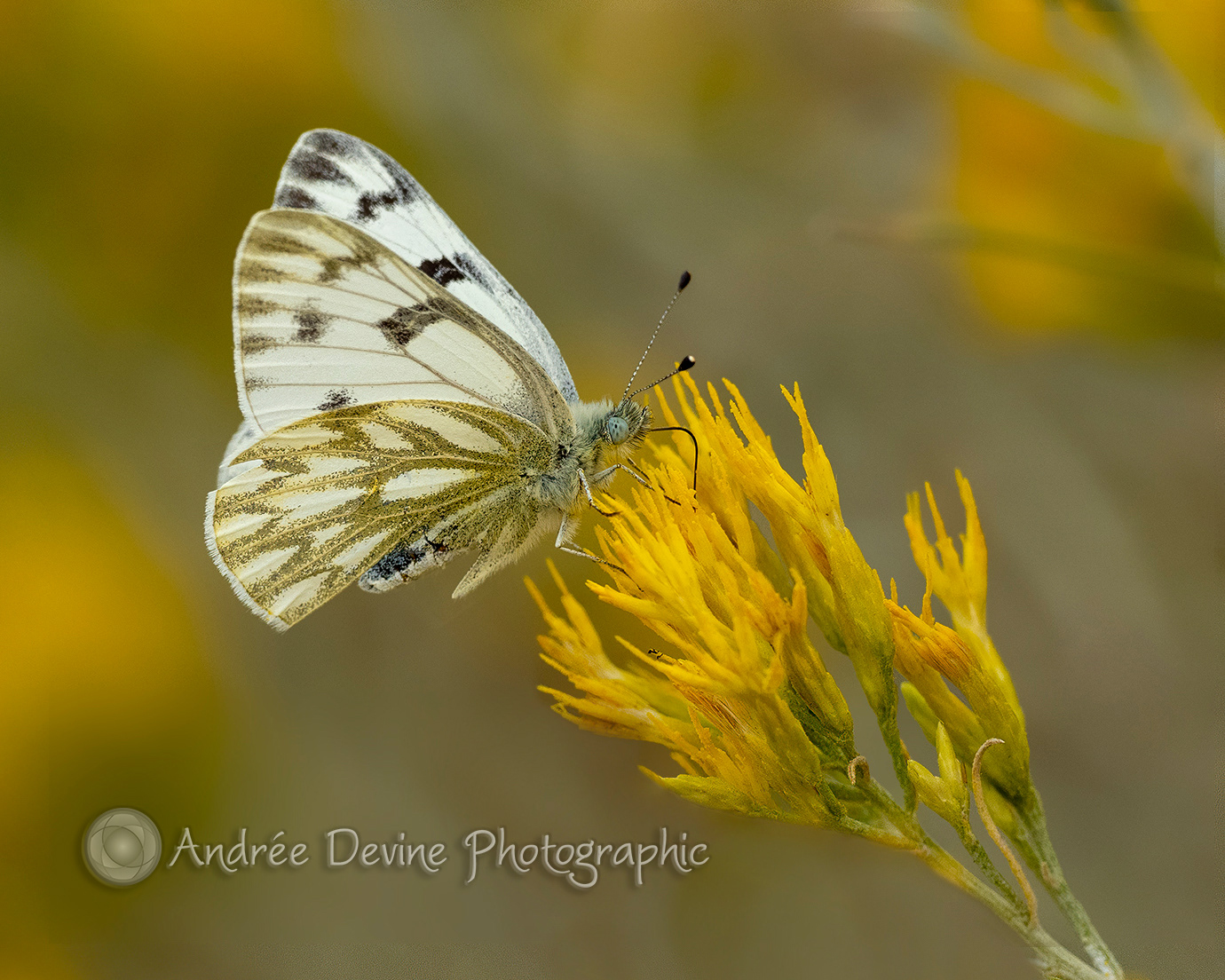 Western White Butterfly