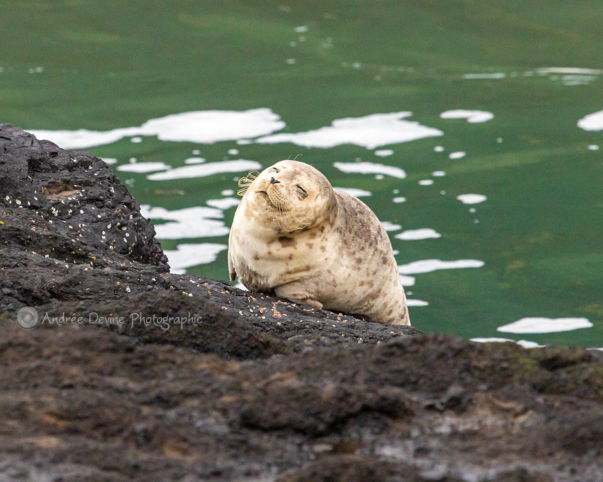 Harbor Seal Chill Time (Pacific Northwest)