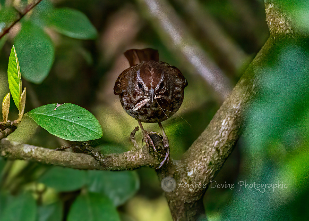 Song Sparrow with its Crane Fly snack.