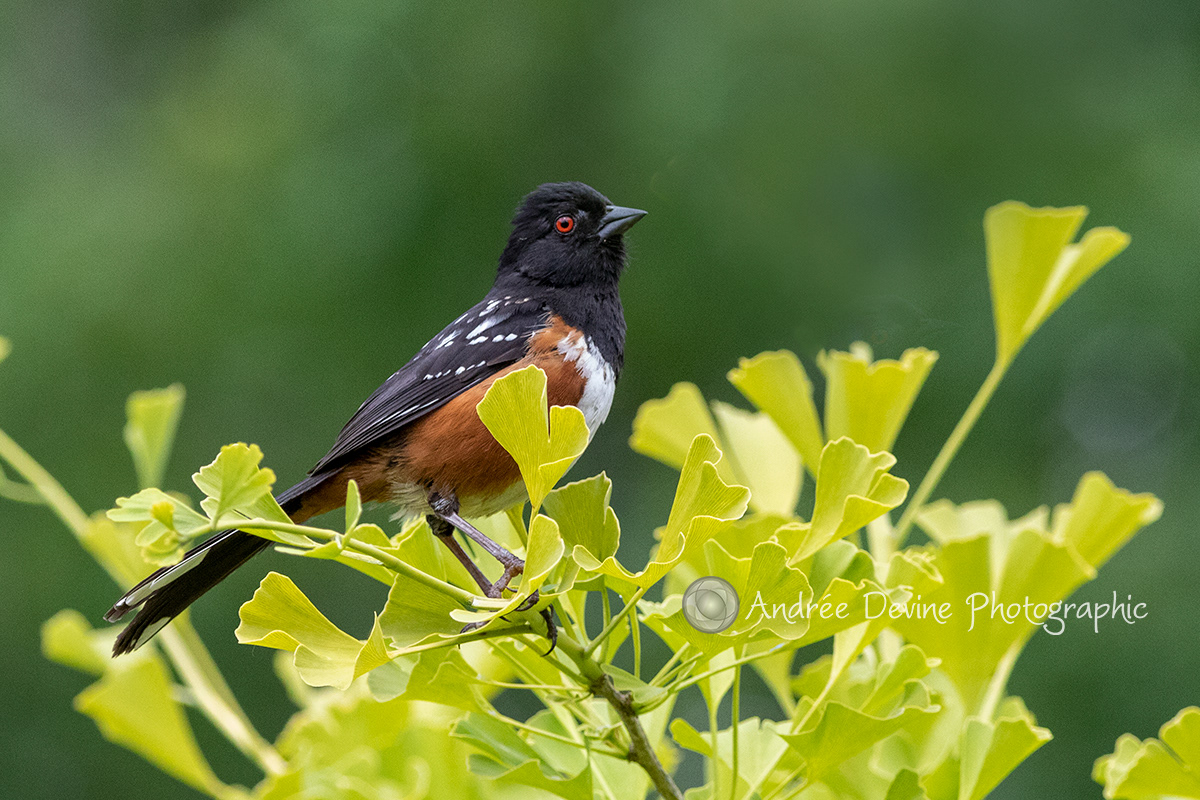 Spotted Towhee in a Gingko Tree