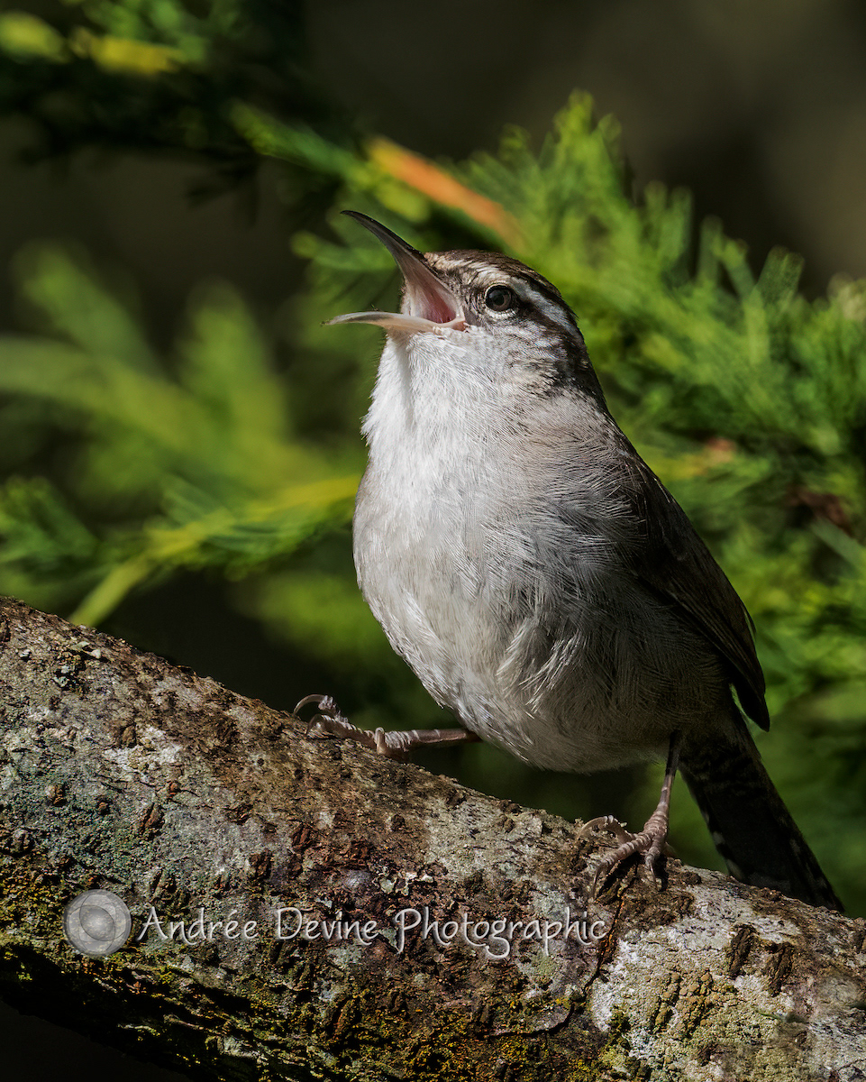 Berwick's Wren Singing in the Sun