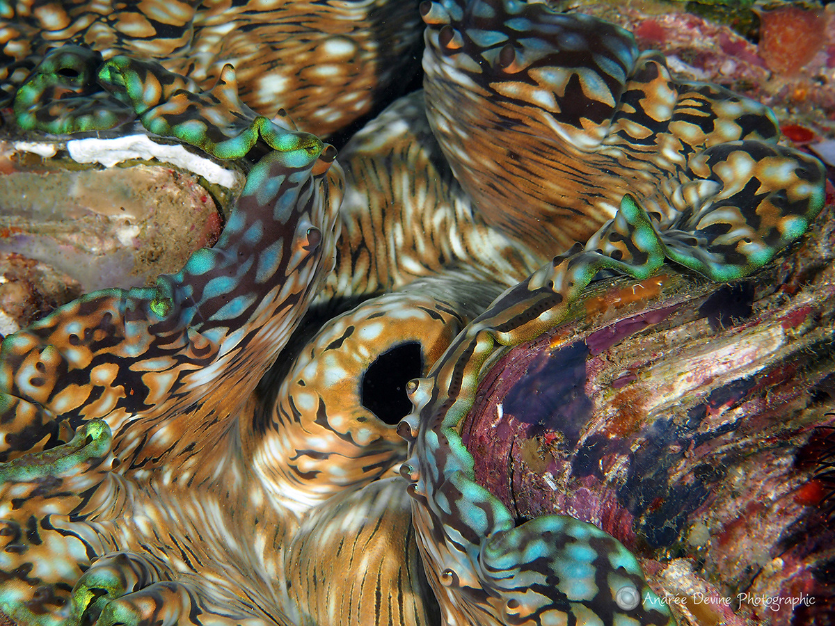 Colorful Clam (Indonesia)