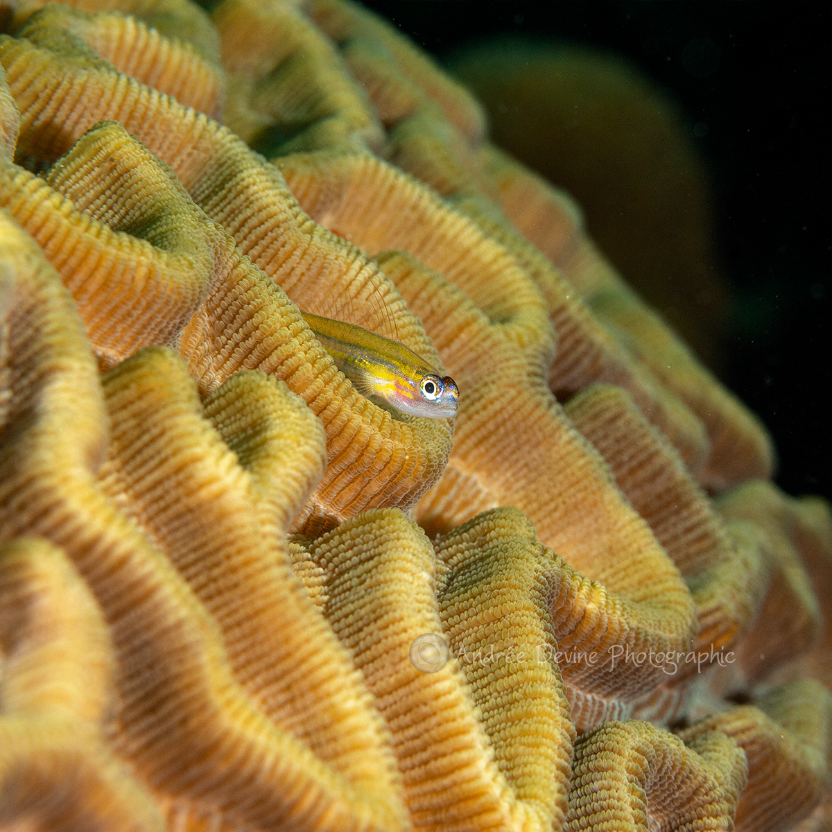 Peppermint Goby
