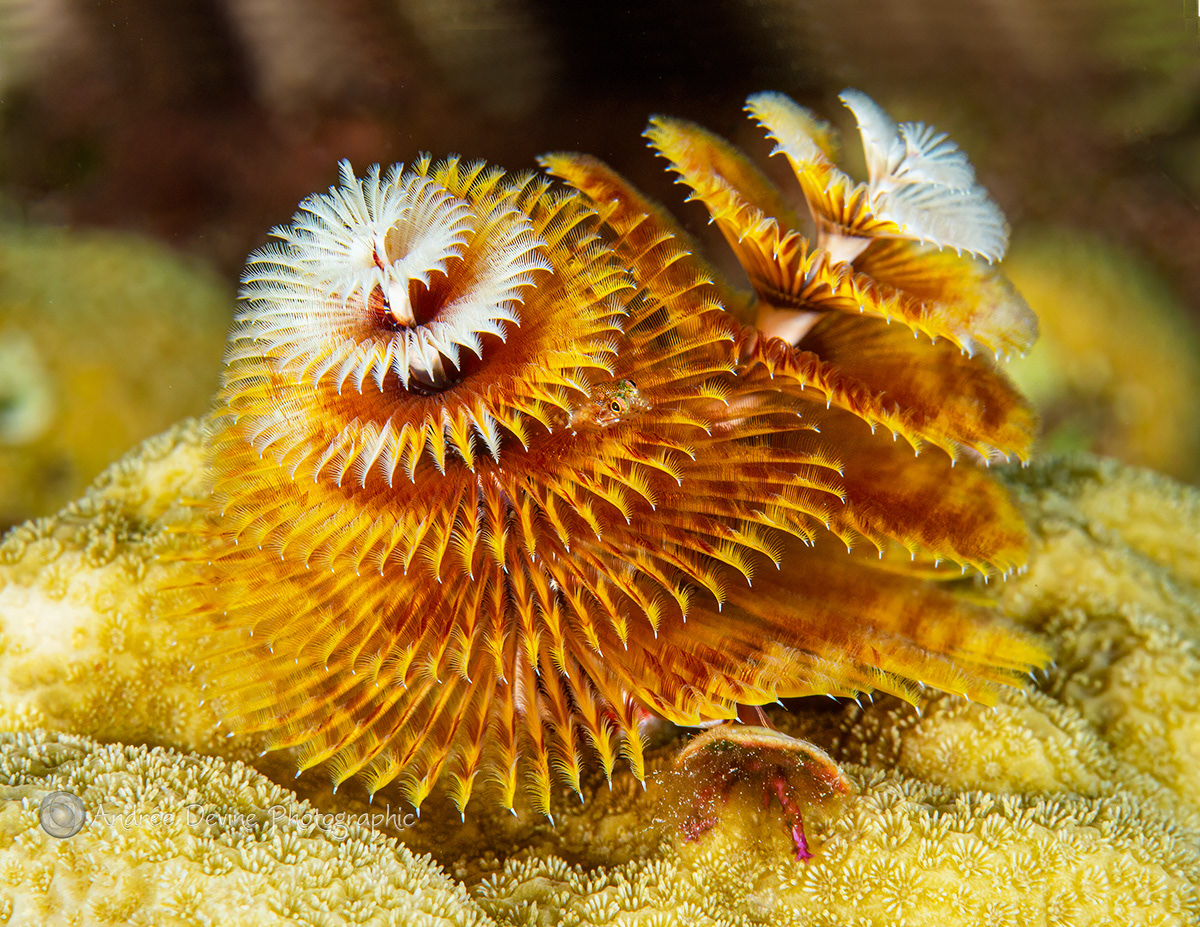 Christmas Tree Worm and a tiny Goby
