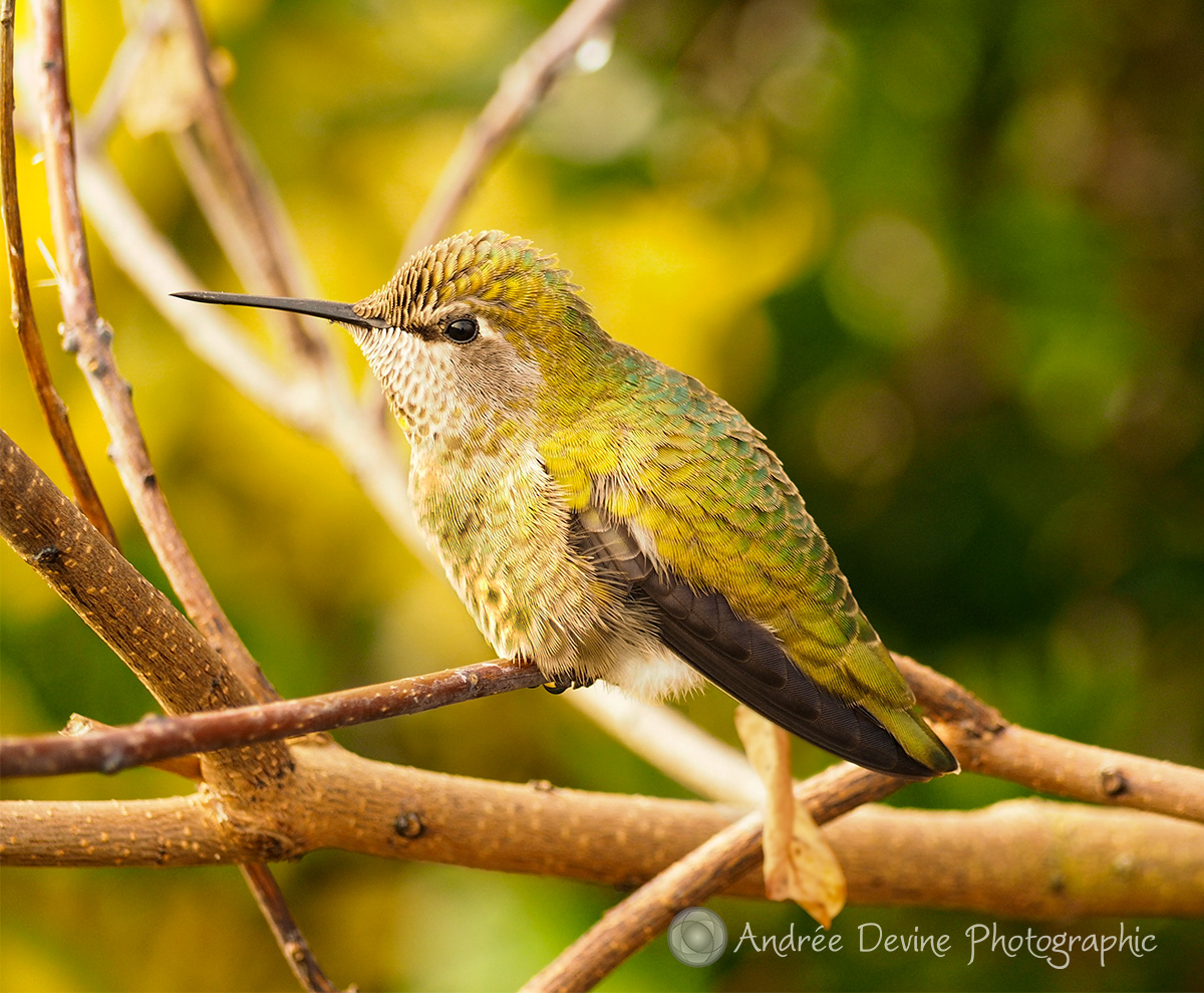 Hummingbird Sun Bath