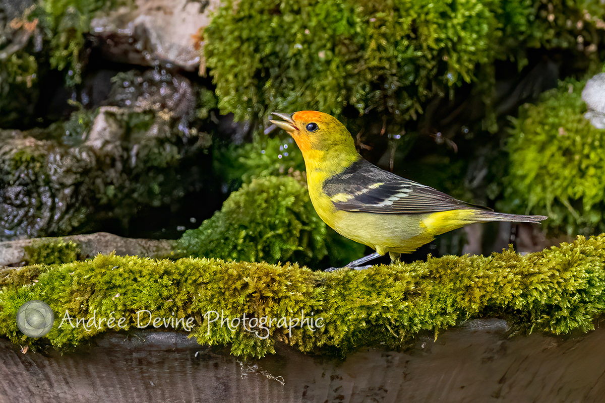 Western Tanager singing at the bath.