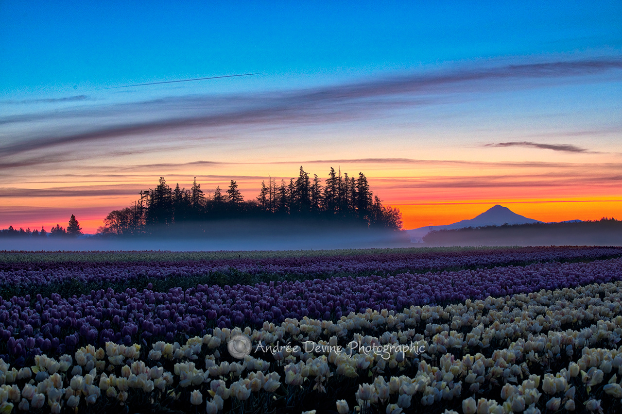 Sunrise from the Field