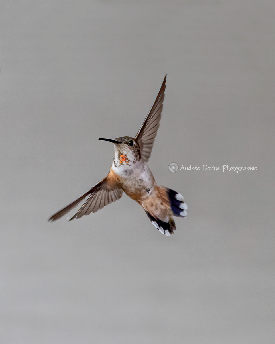Our Lady Rufous Hummingbird
