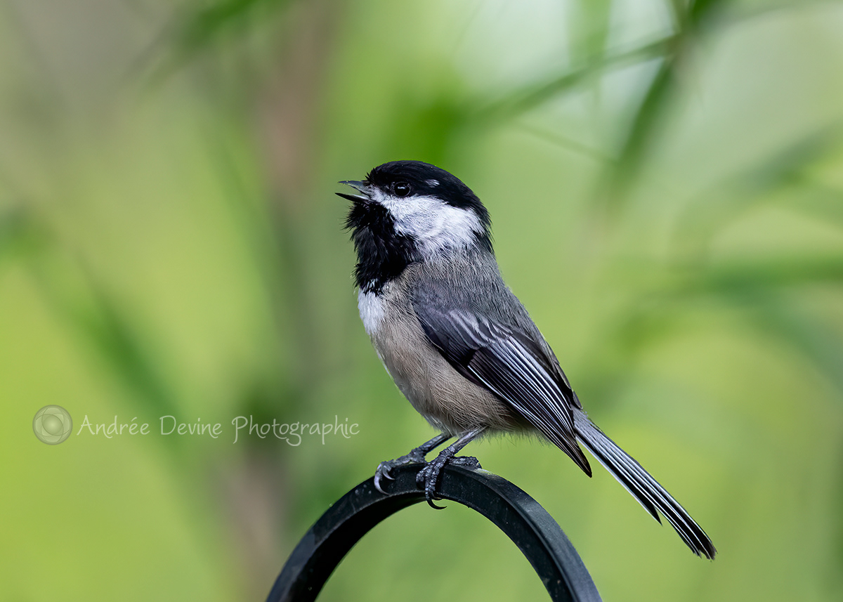 Another singing Black-capped Chickadee.
