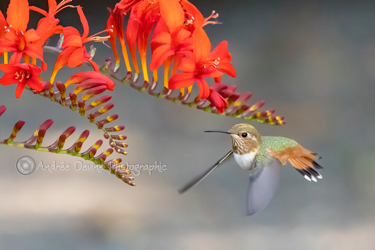 Lady Rufous and the Crocosmia Flowers