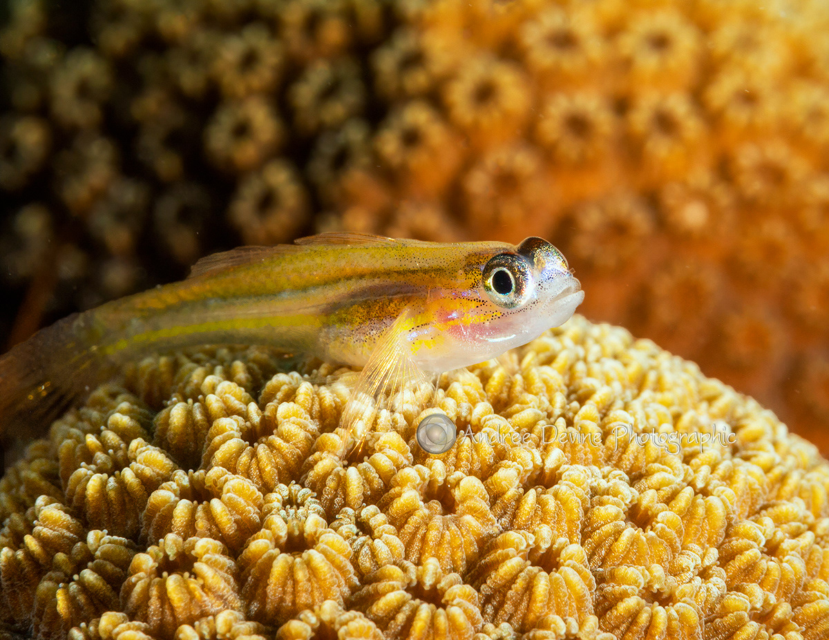 Peppermint Goby