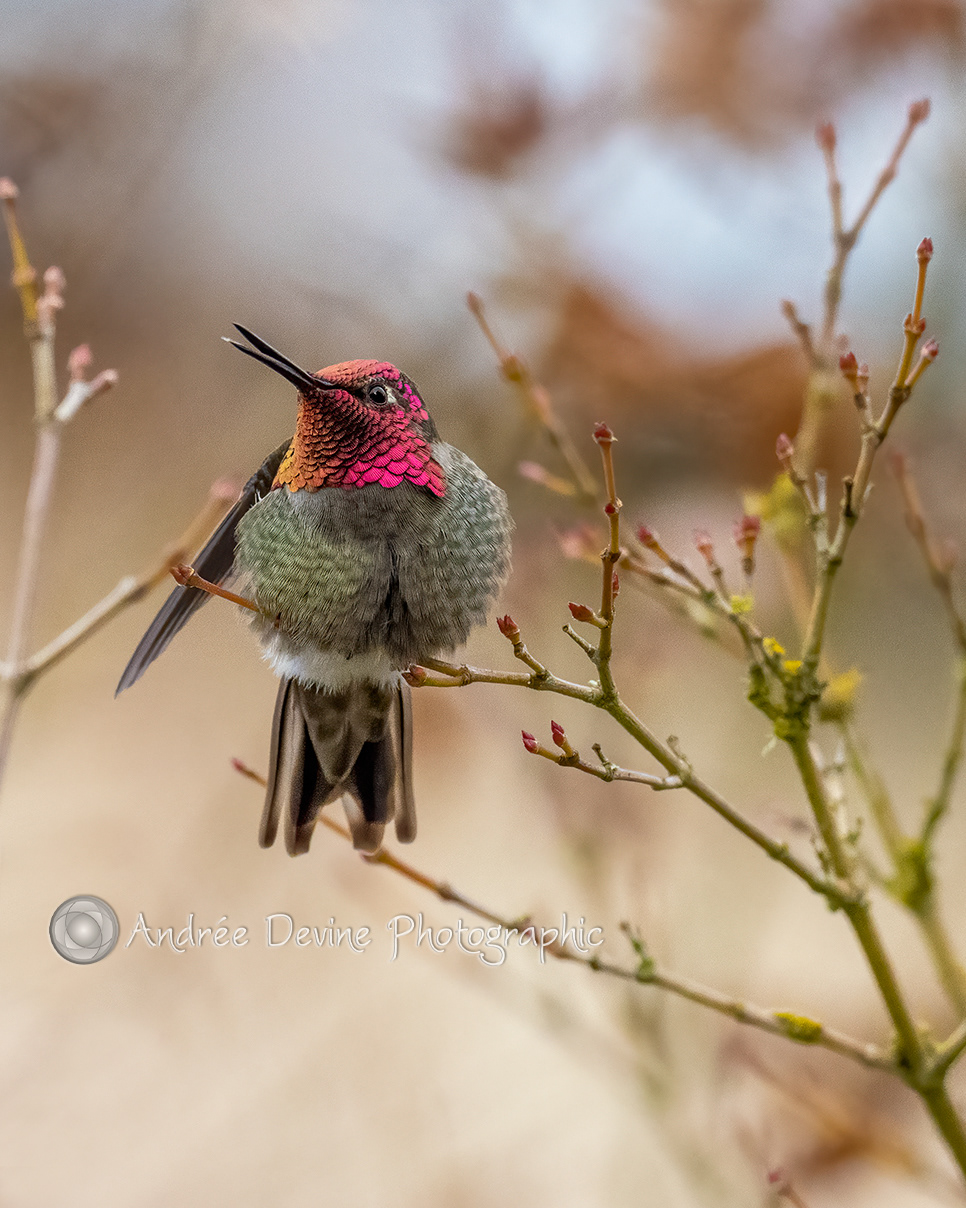 Male Anna's Hummingbird speaks his mind.