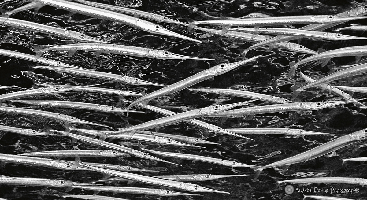 School's in Session (Needlefish)