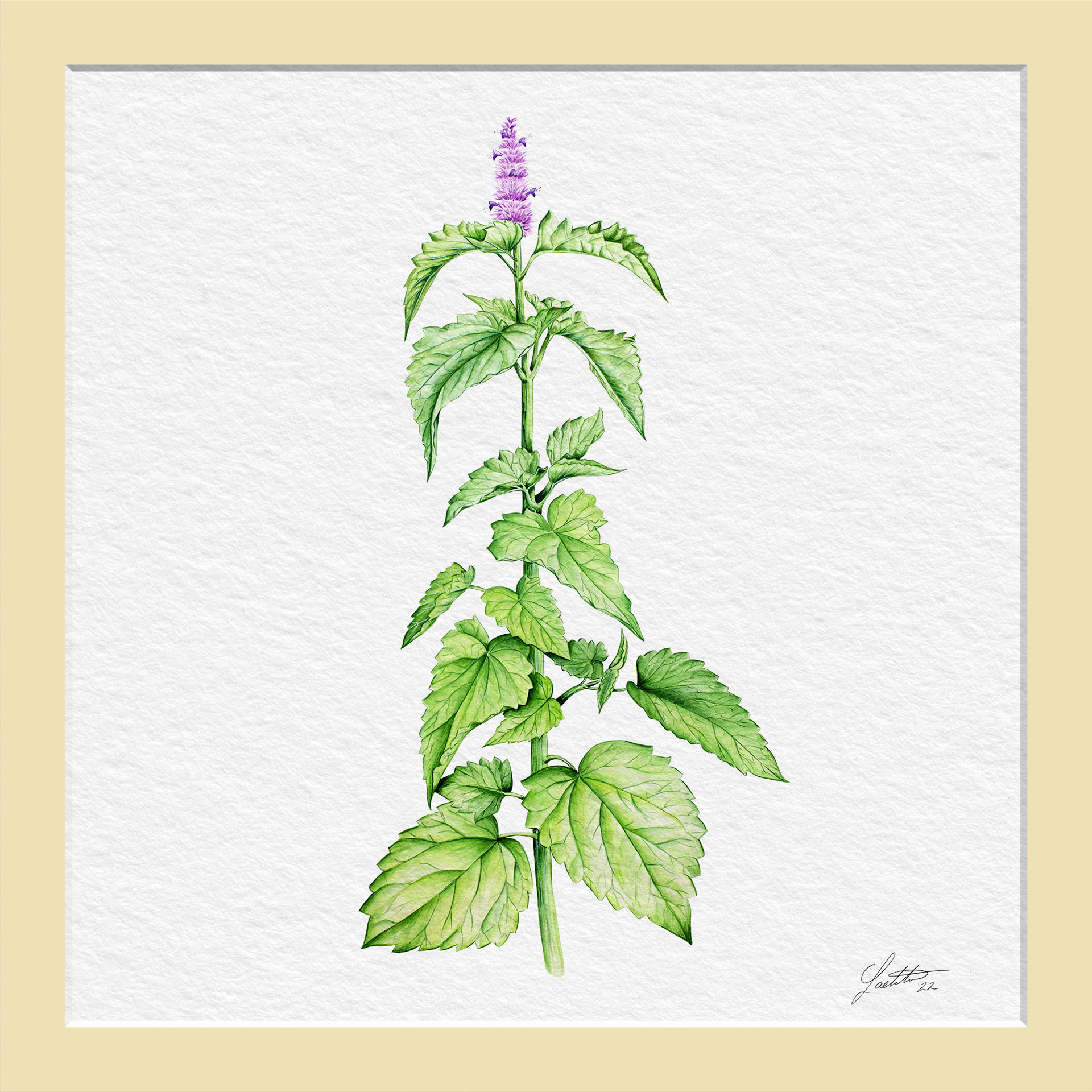Agastache Rugosa - Watercolor