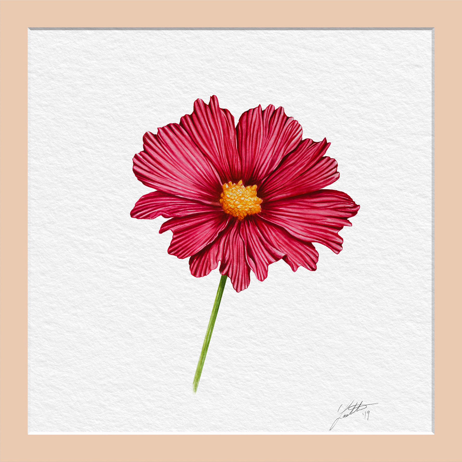 Cosmos Rubenza - Watercolor