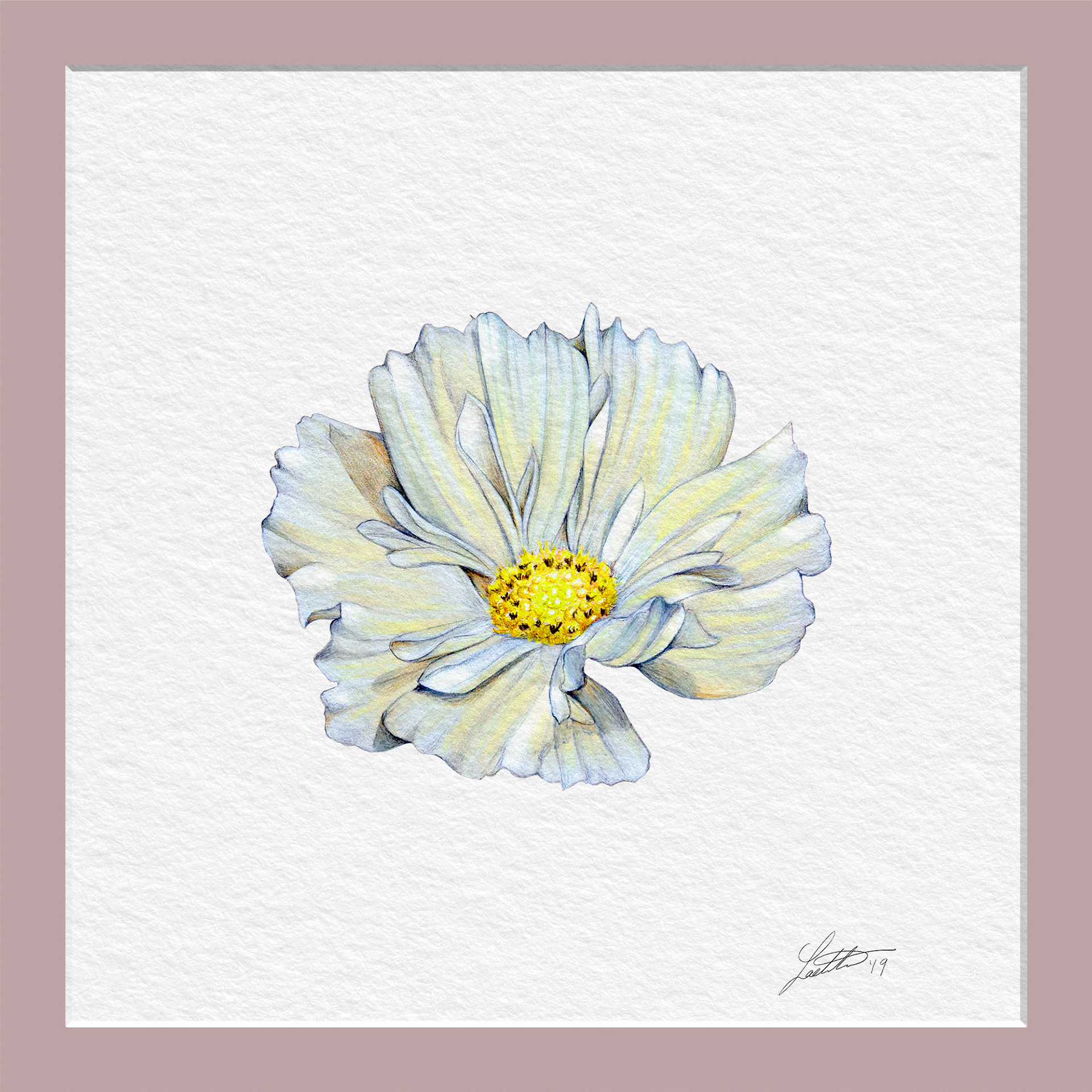 Cosmos Xanthos - Color Pencil