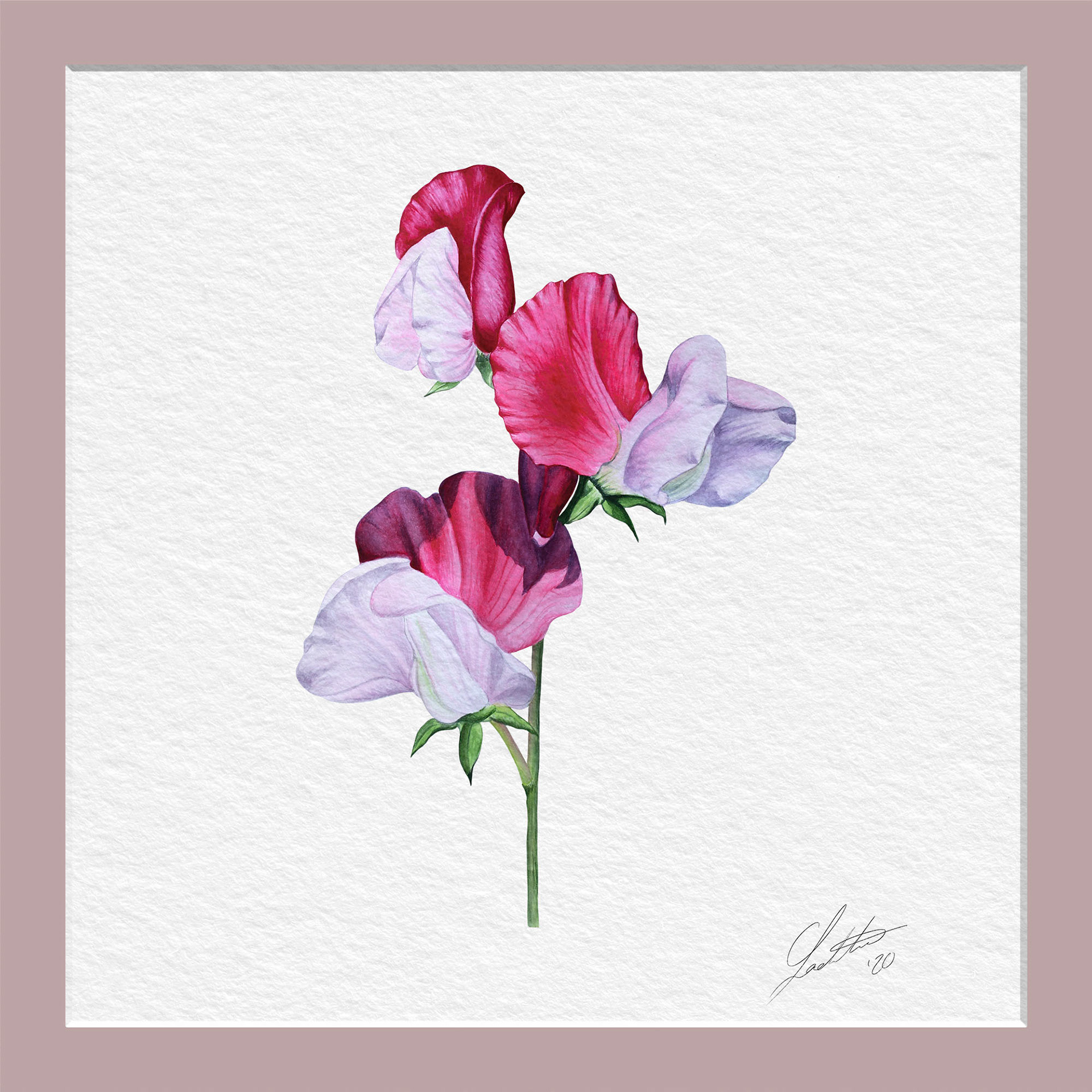 Sweet Pea Pink Lady - Watercolor
