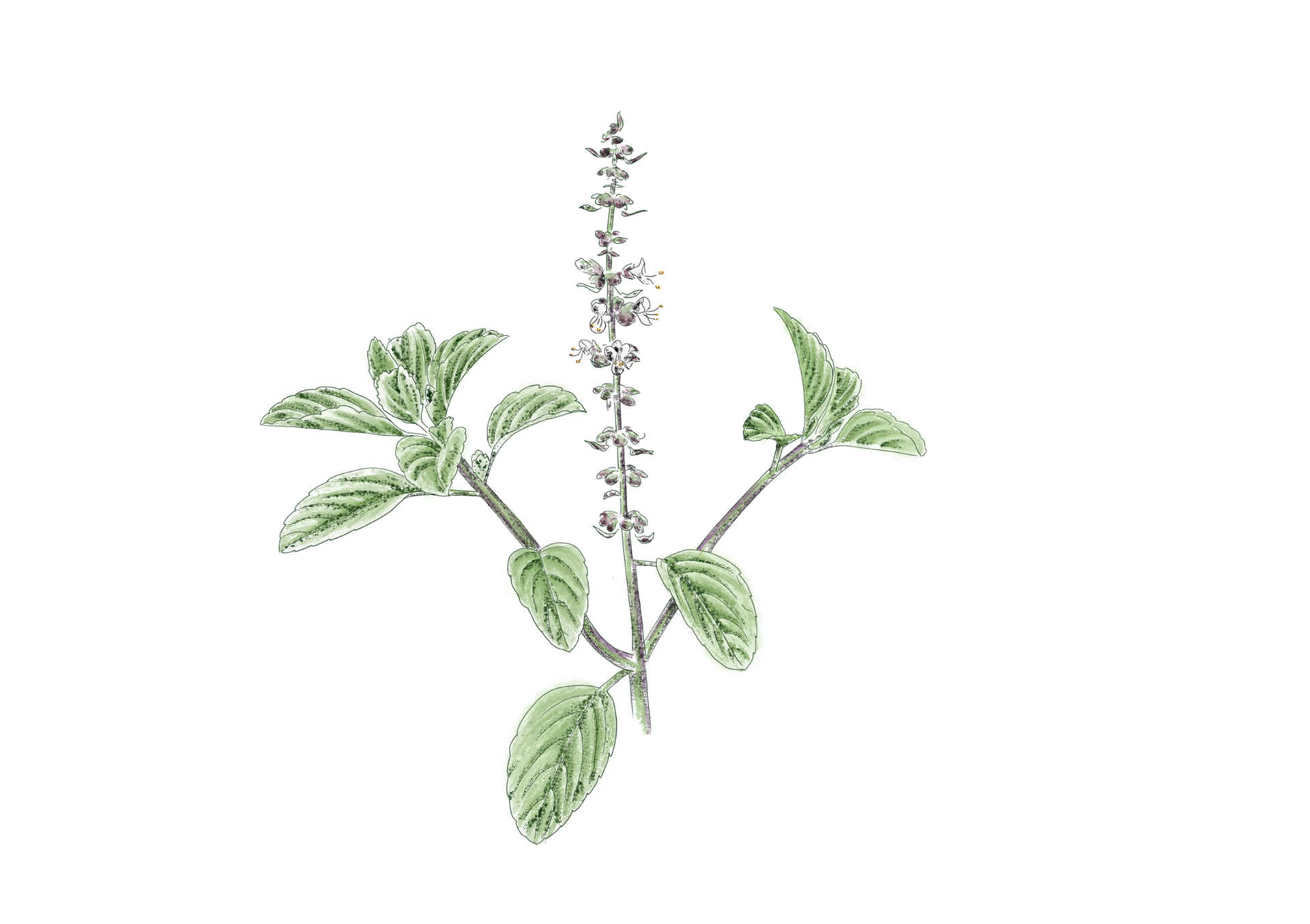 Tulsi du Kilimandjaro