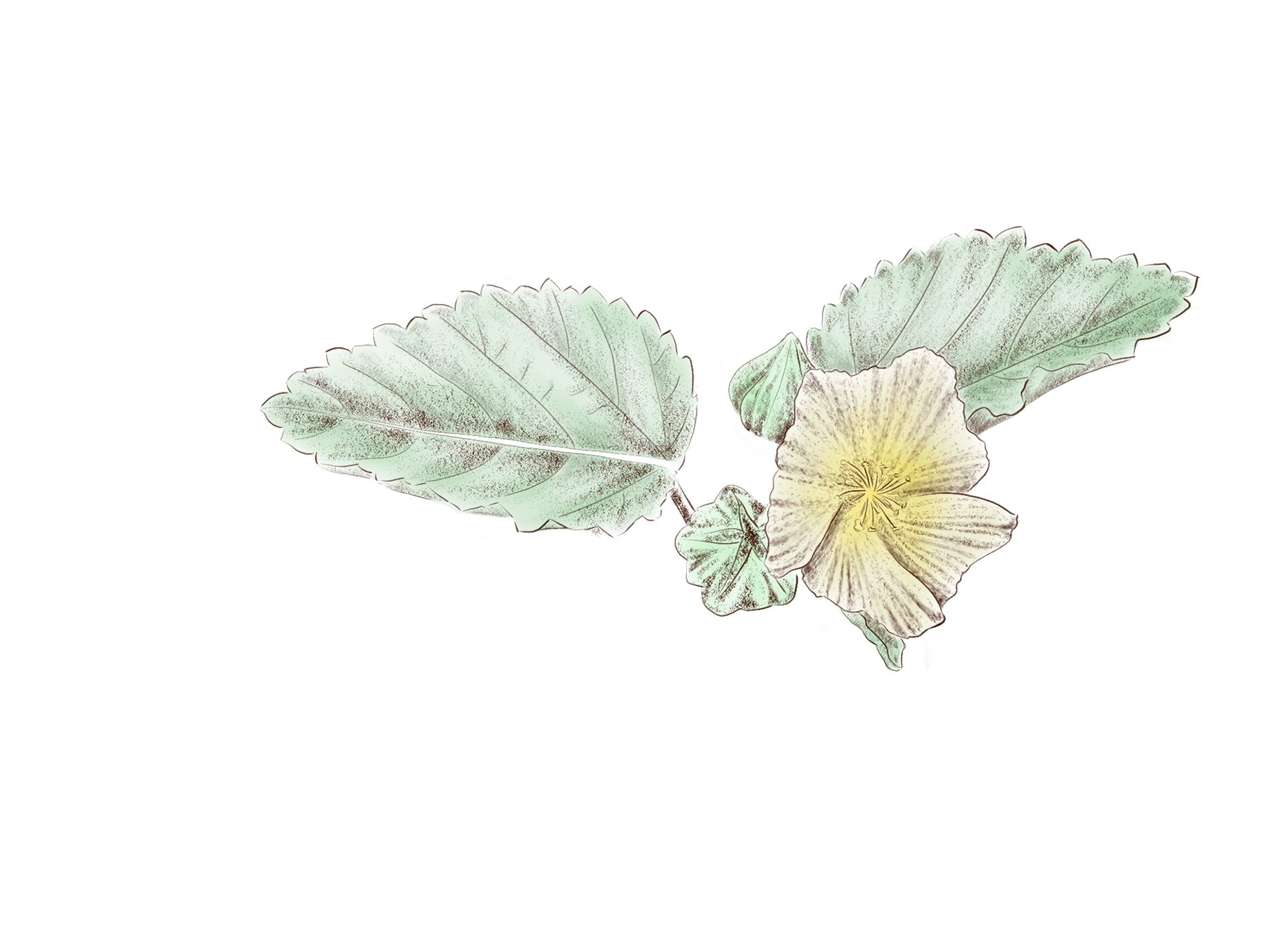 Sida à feuilles cordées