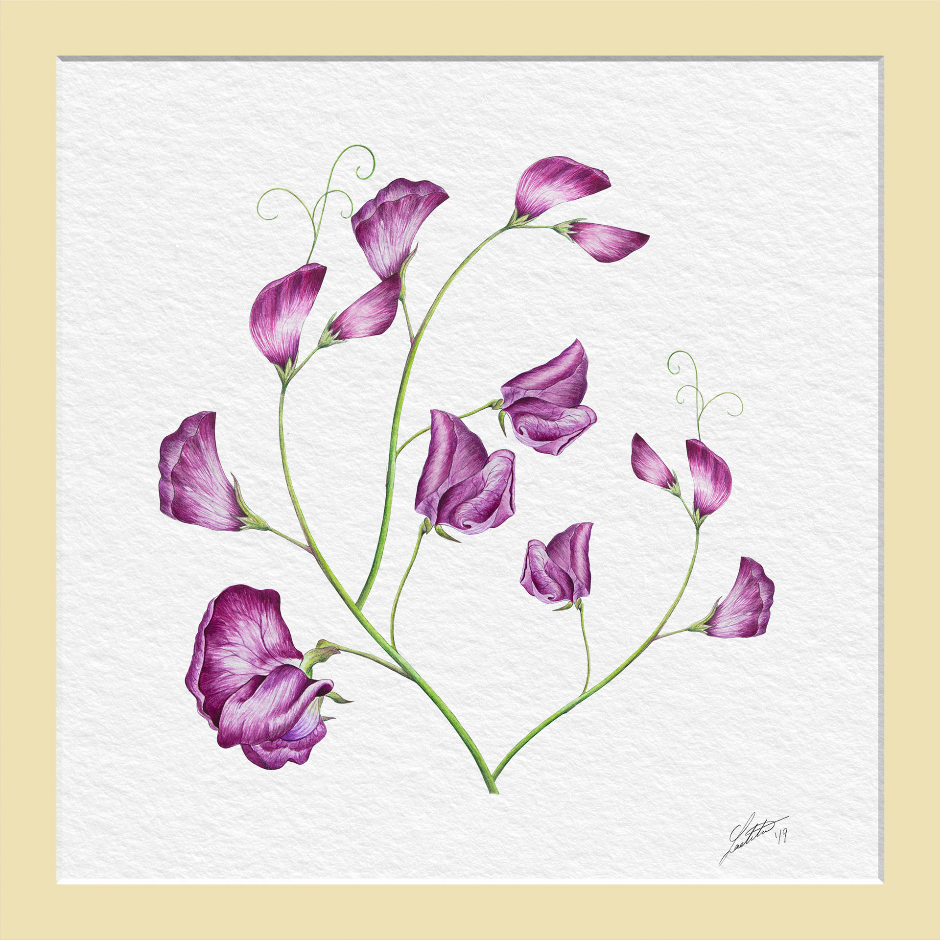 Sweet Pea Butterfly - Watercolor
