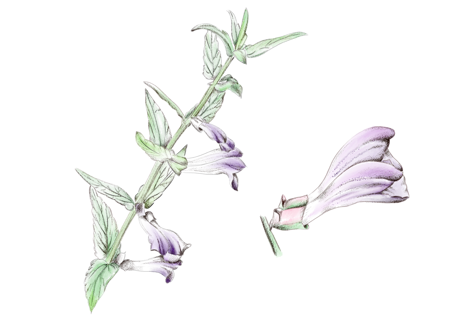 Scutellaire