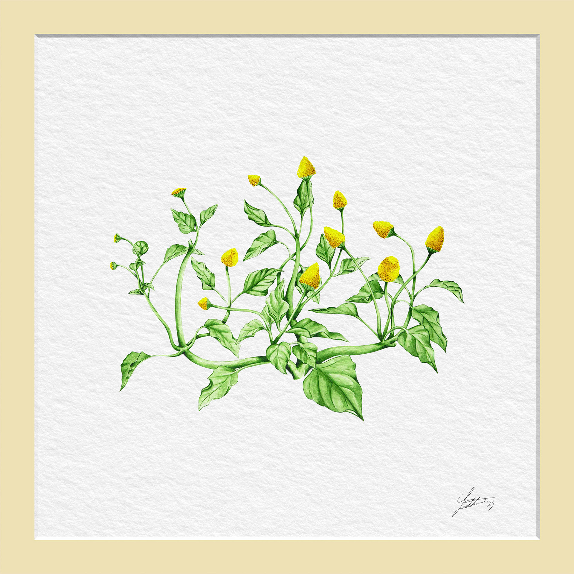 Cresson de Para Lemon Drop - Watercolor