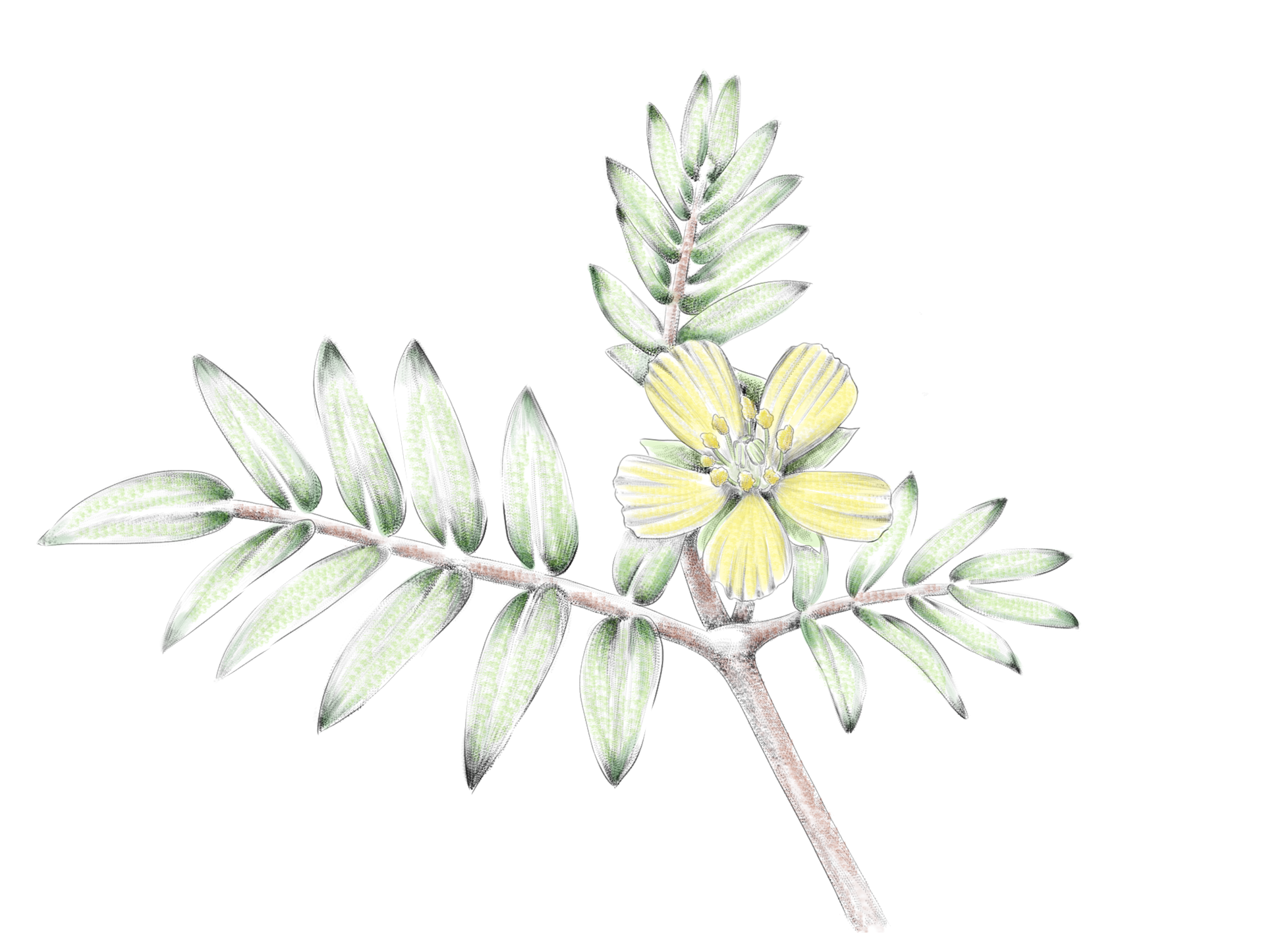 Tribule terrestre