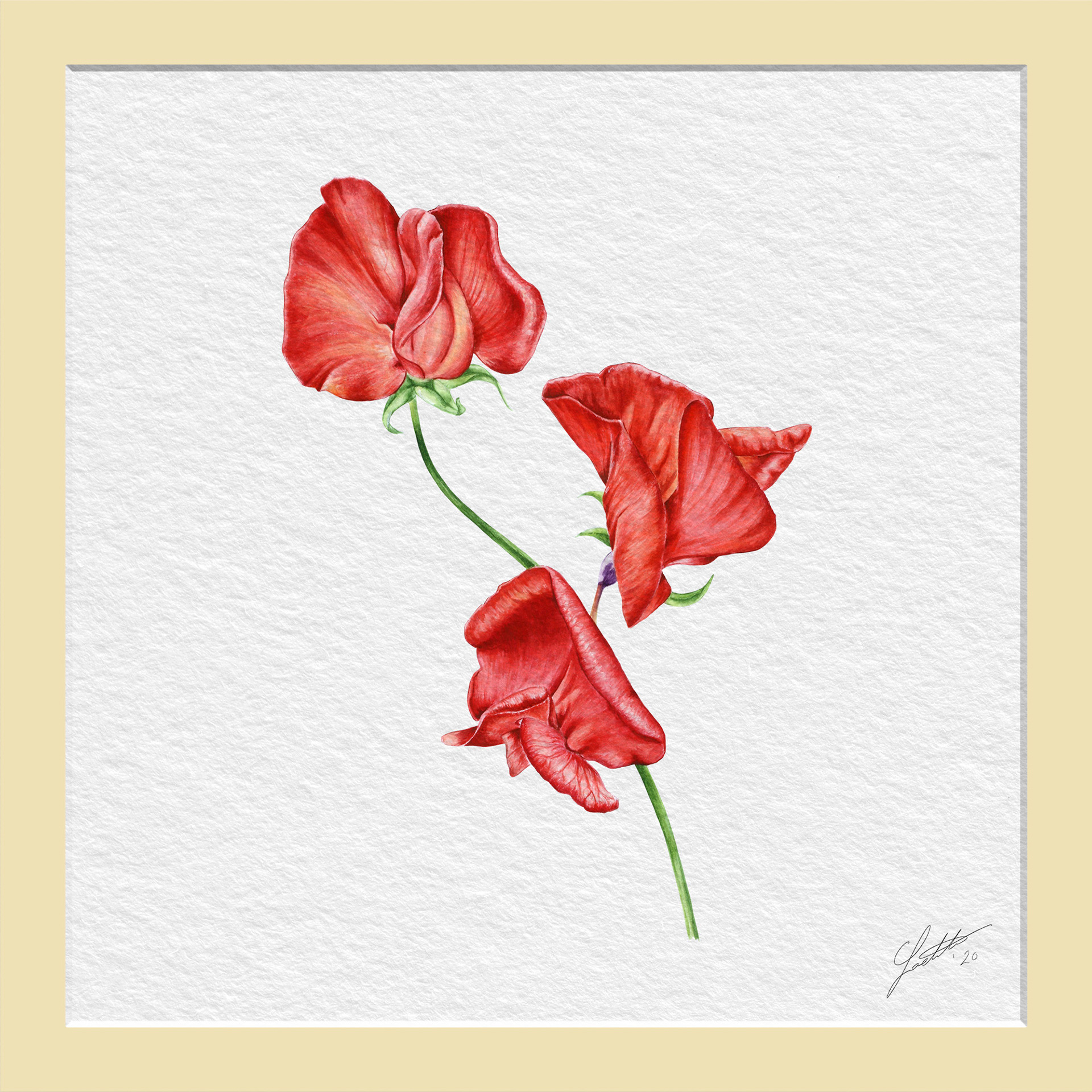 Sweet Pea Henry Eckford - Watercolor