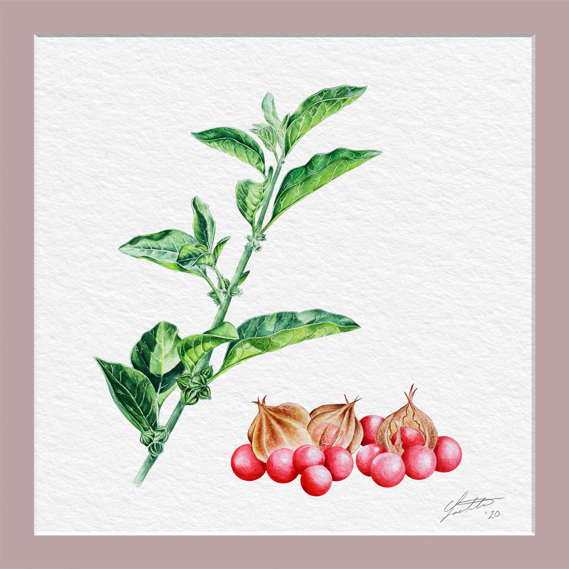 Ashwagandha - Watercolor