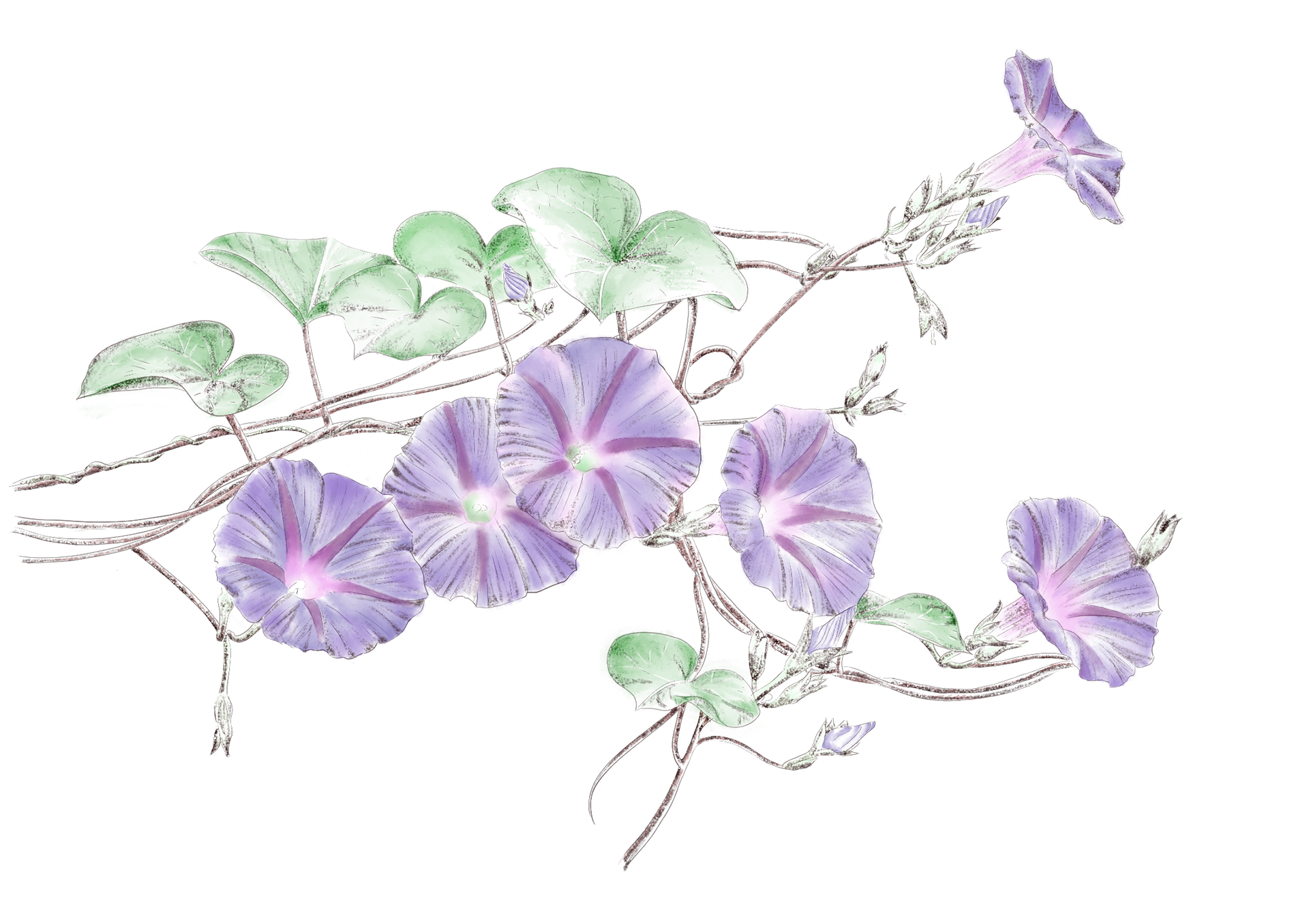 Ipomée pourpre