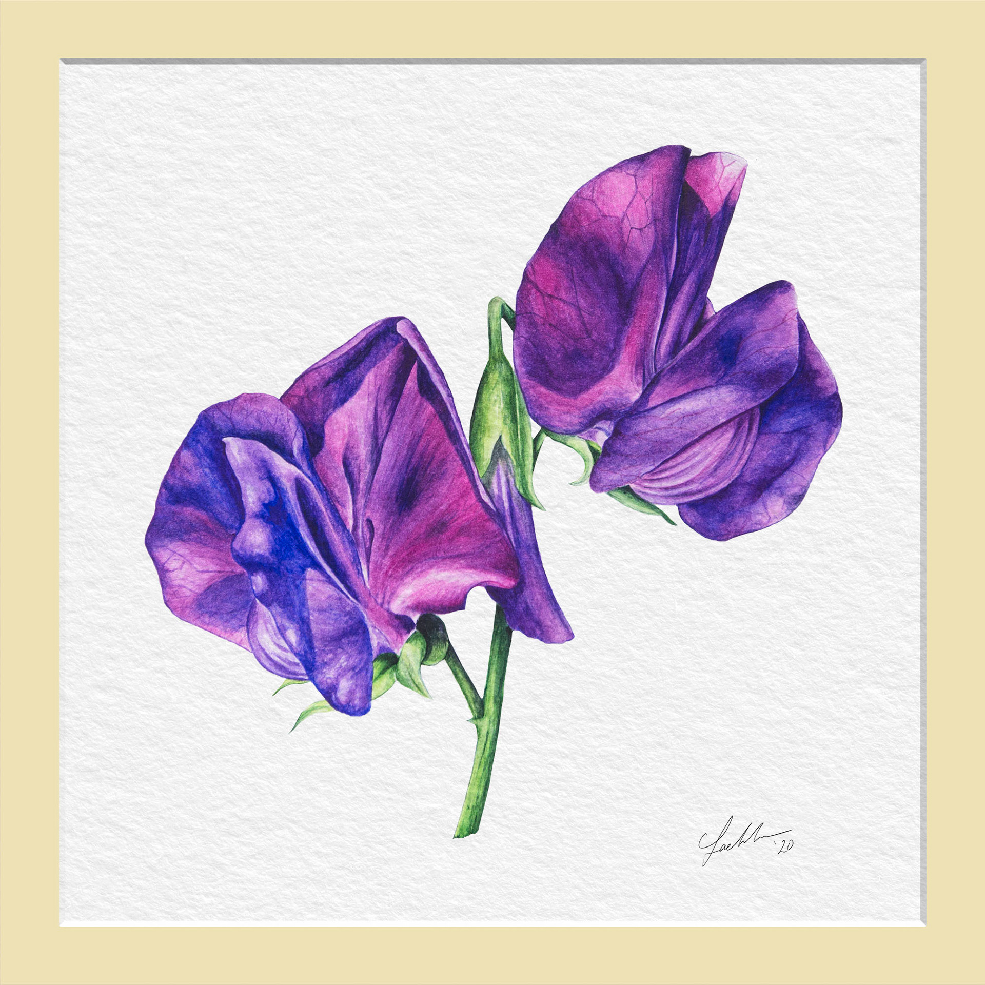 Sweet Pea Lord Nelson - Watercolor