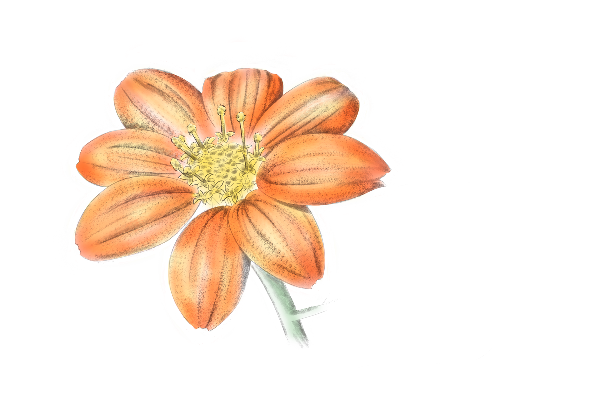 Dahlia rouge