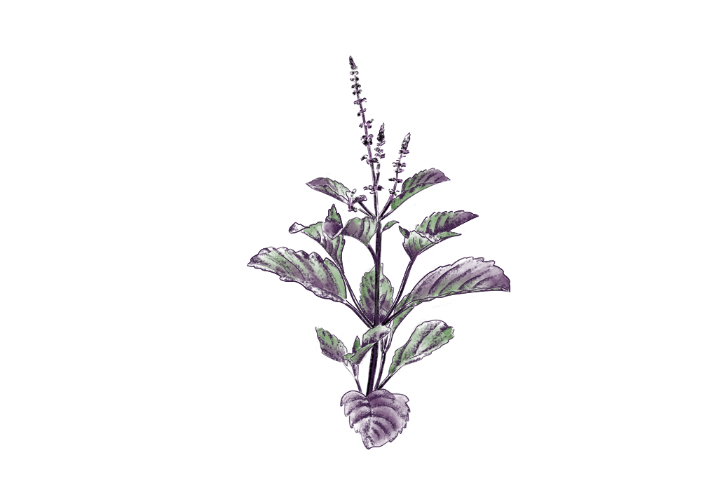 Tulsi krishna