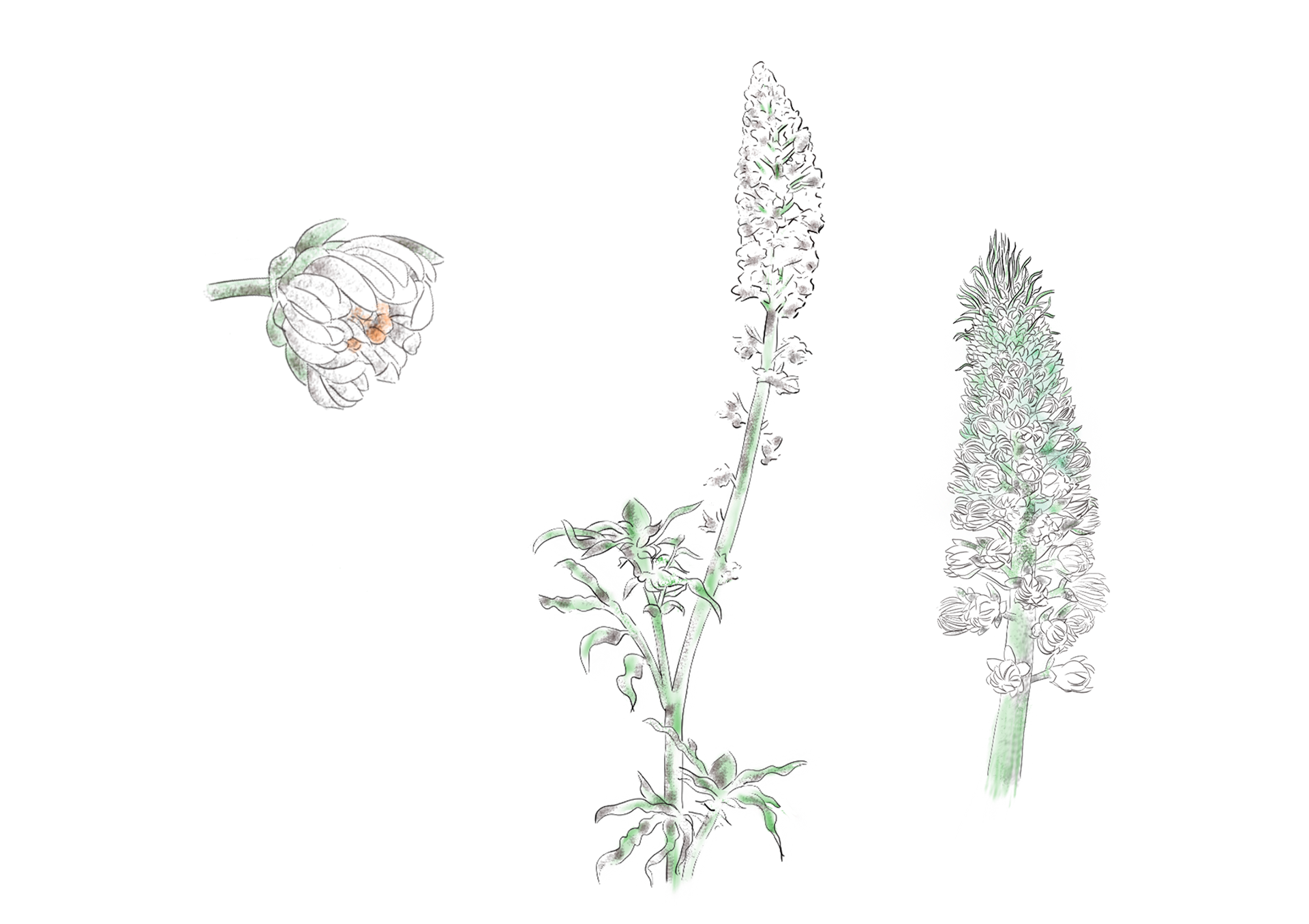 Réséda blanc